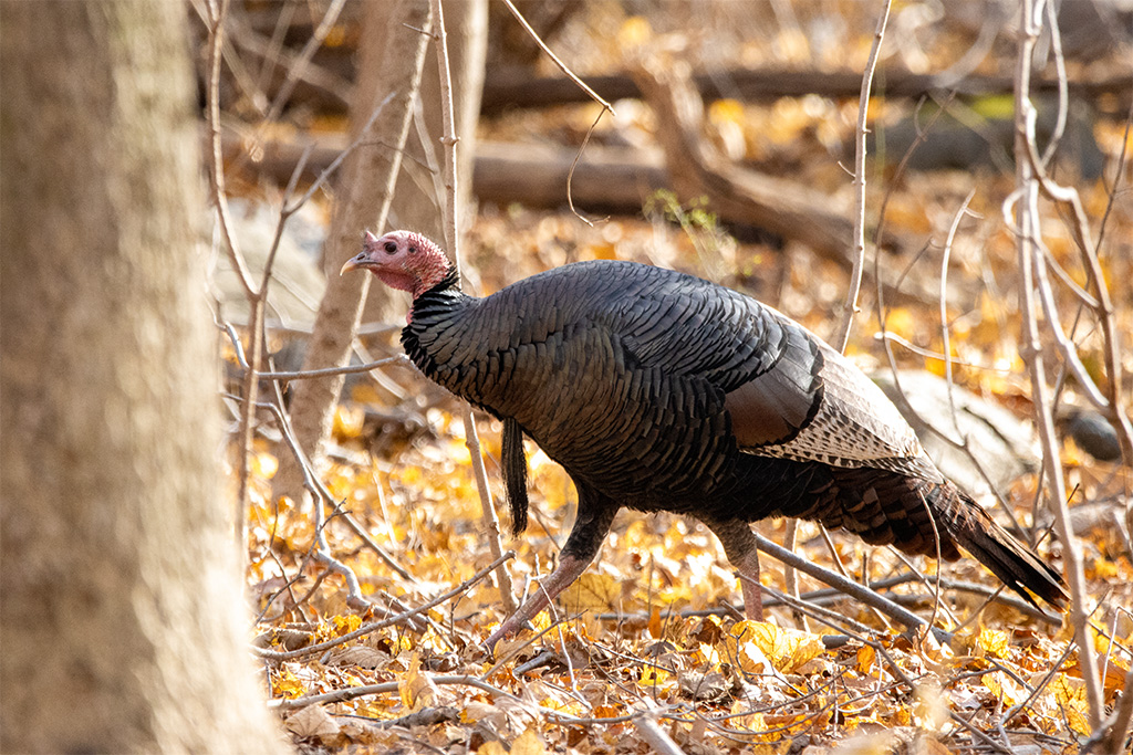 We like our wild turkeys, and not just as a dinner, and can coexist if ...