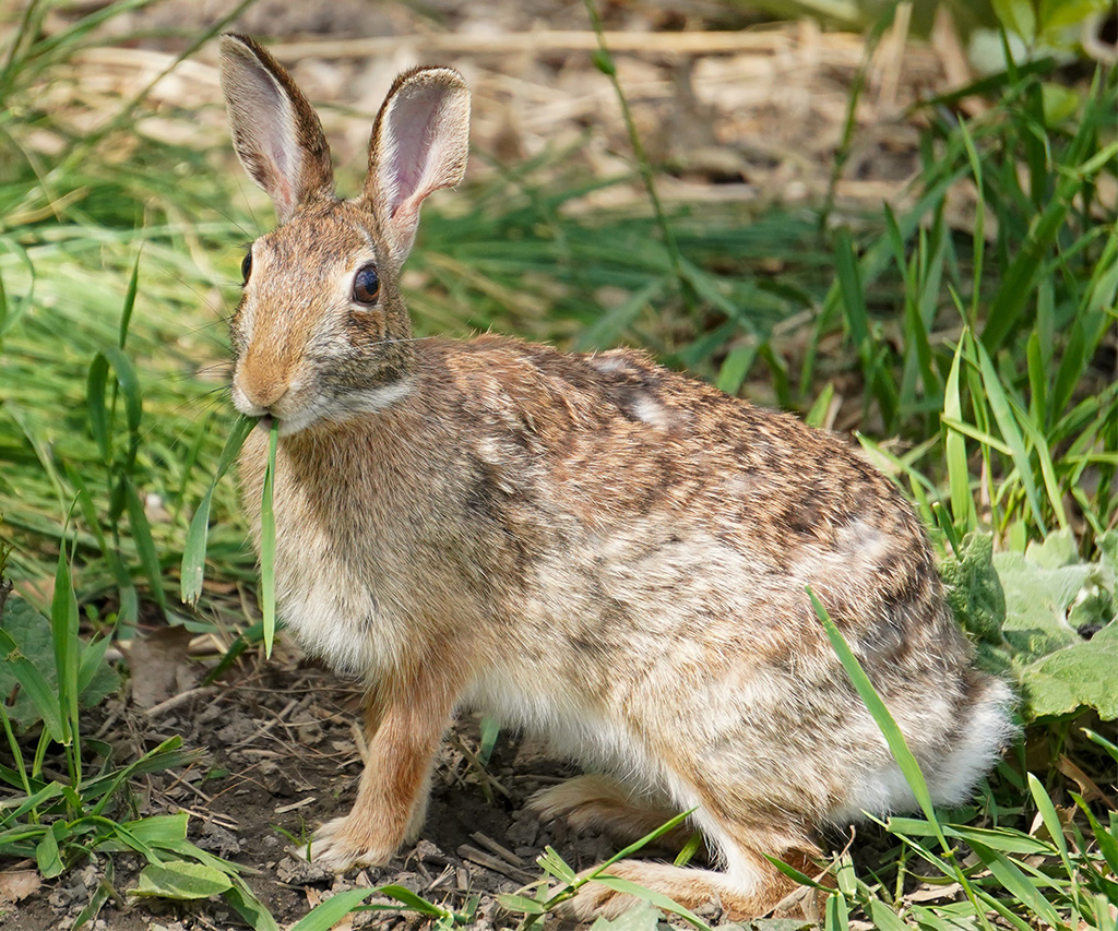 Some secrets of those rabbits you see everywhere (which are not even ...