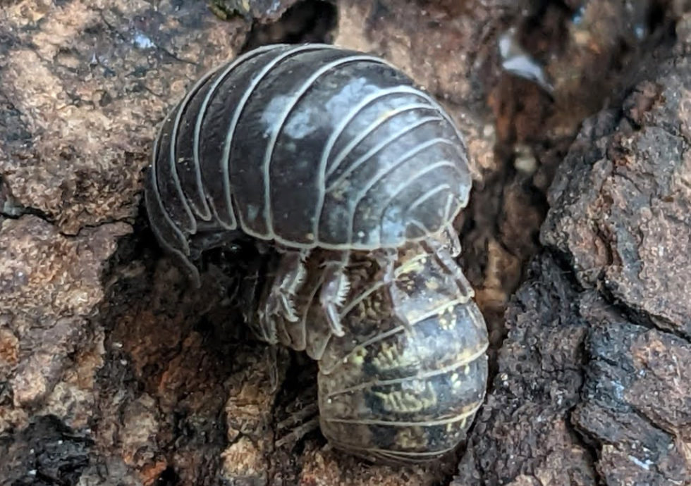 Pill bugs aren't bugs, but they are roly-poly, charmingly weird ...