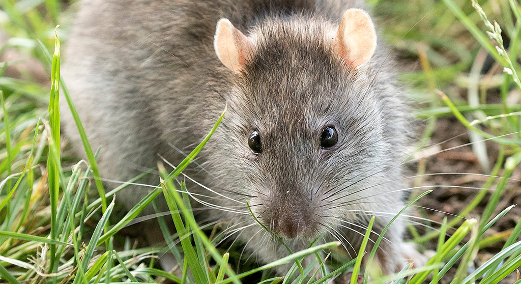 Rats really are hard to kill as a species anyway with an