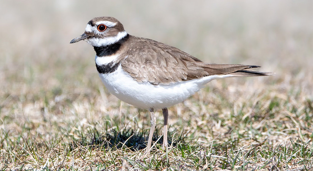 Killdeer Sound Killdeer name is based on the sound of their call; when called on to ...