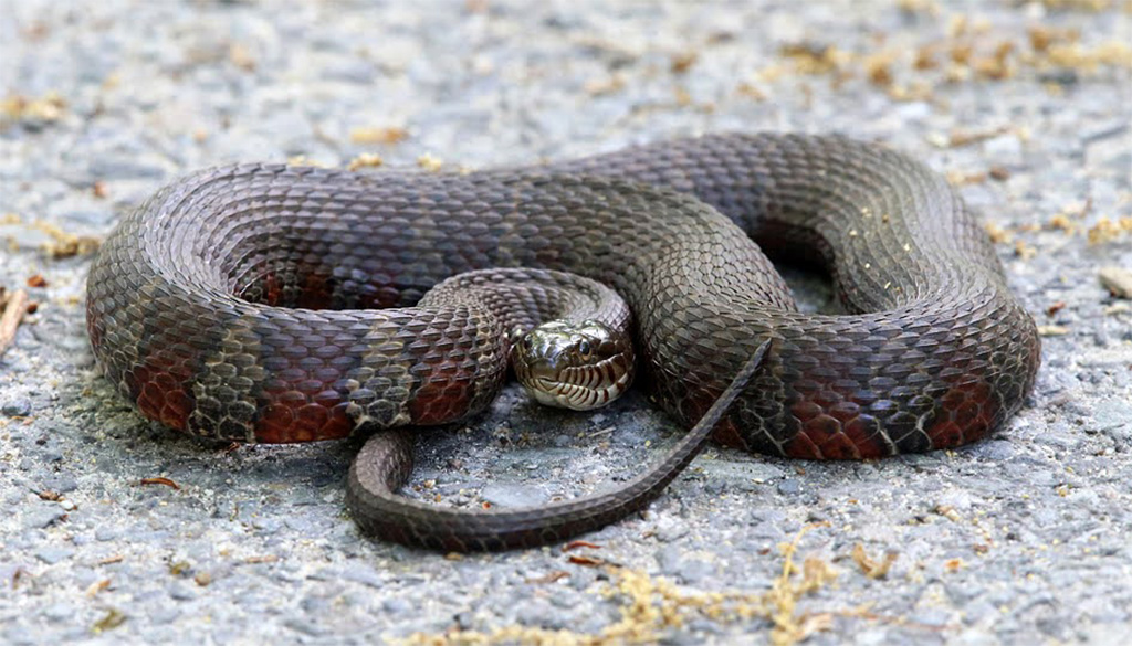 Northern Water Snake Will Escape Below Surface But If It Can t You Northern Water Snake Will Escape Below Surface But If It Can t You