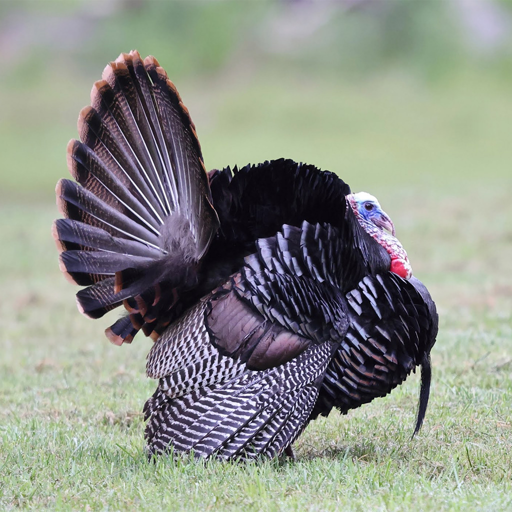 Turkey Back Open At a time the turkey can become a target, celebrate fowl that's back ...