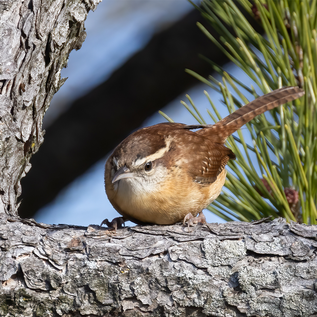 Revisiting the Carolina wren, which stays with us the full winter long ...