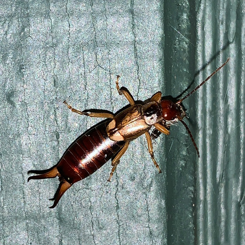 European earwigs aren't just about the pincers, and their little-used ...