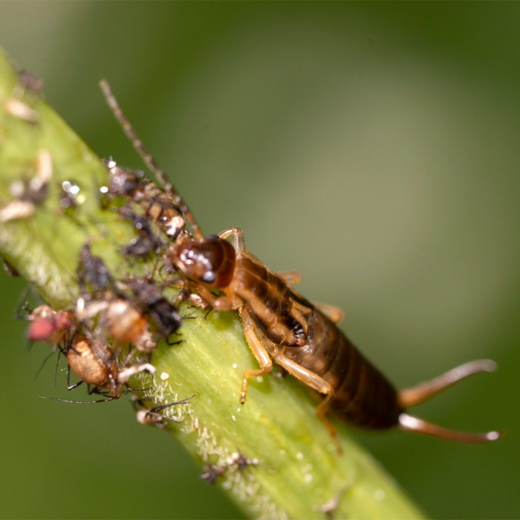 European earwigs aren't just about the pincers, and their little-used ...
