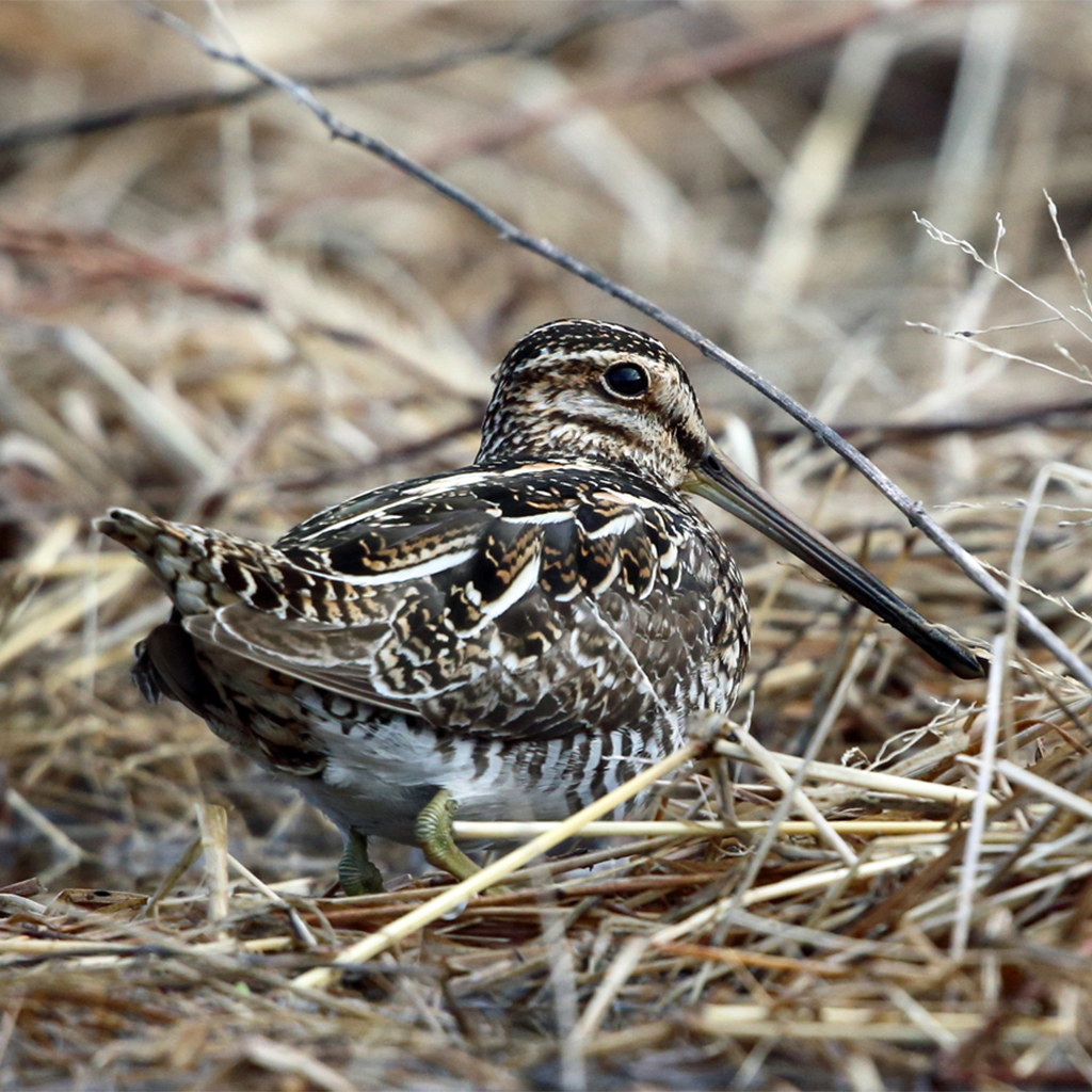 Wisconsin Snipe Wilson’s snipe is real, and once it was real controversial in Cambridge ...