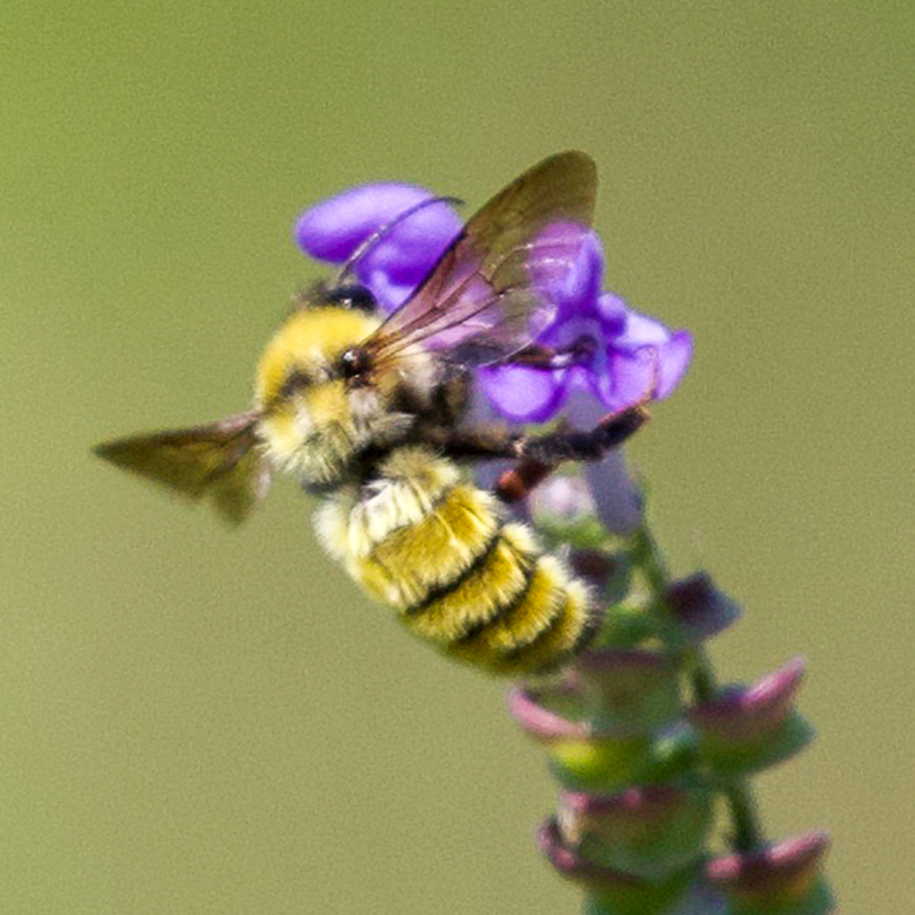 Northern Bees Golden northerns are a bumblebee species proving the old saying: They ...