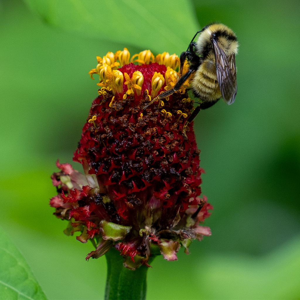 Northern Bees Golden northerns are a bumblebee species proving the old saying: They ...