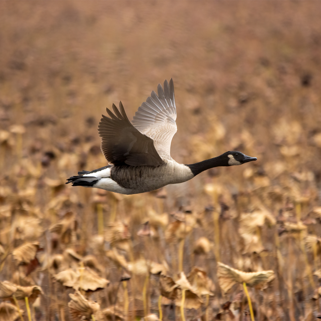 Canada goose site sale