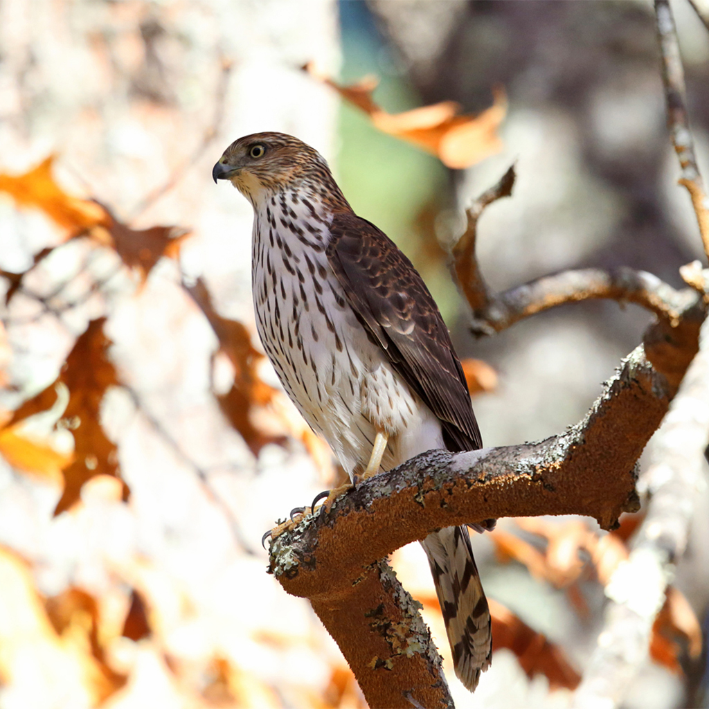 Cooper's hawks fly so quickly in pursuit of prey that the impact from their  chests is usually fatal - Cambridge Day, image size:1024x1024