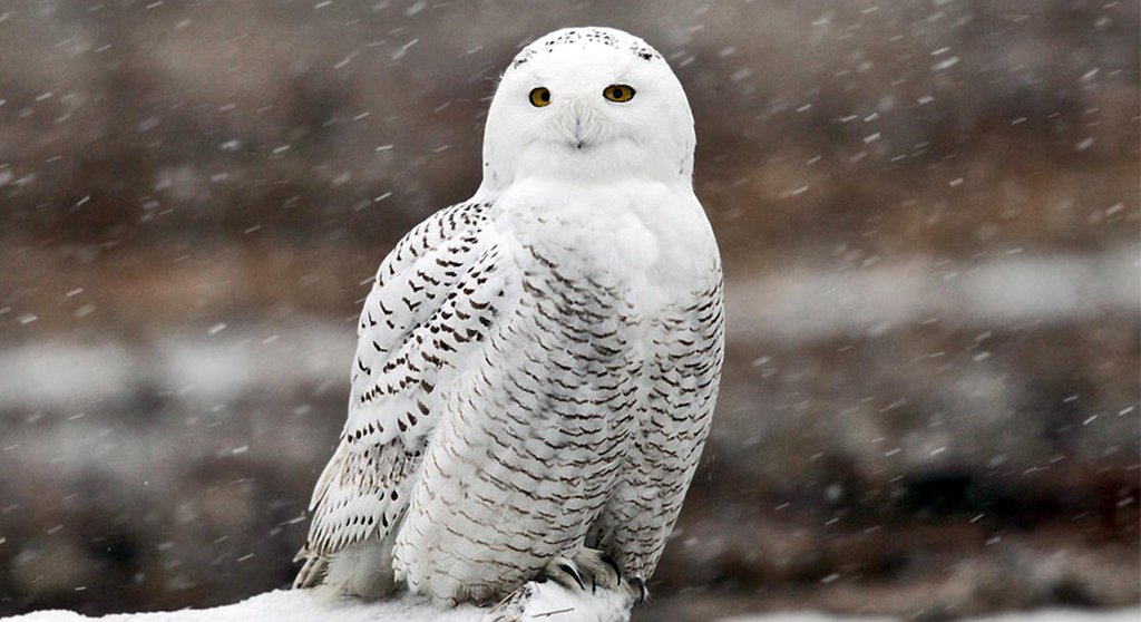 Snowy owls sometimes flock here from the Arctic for rodent hunts