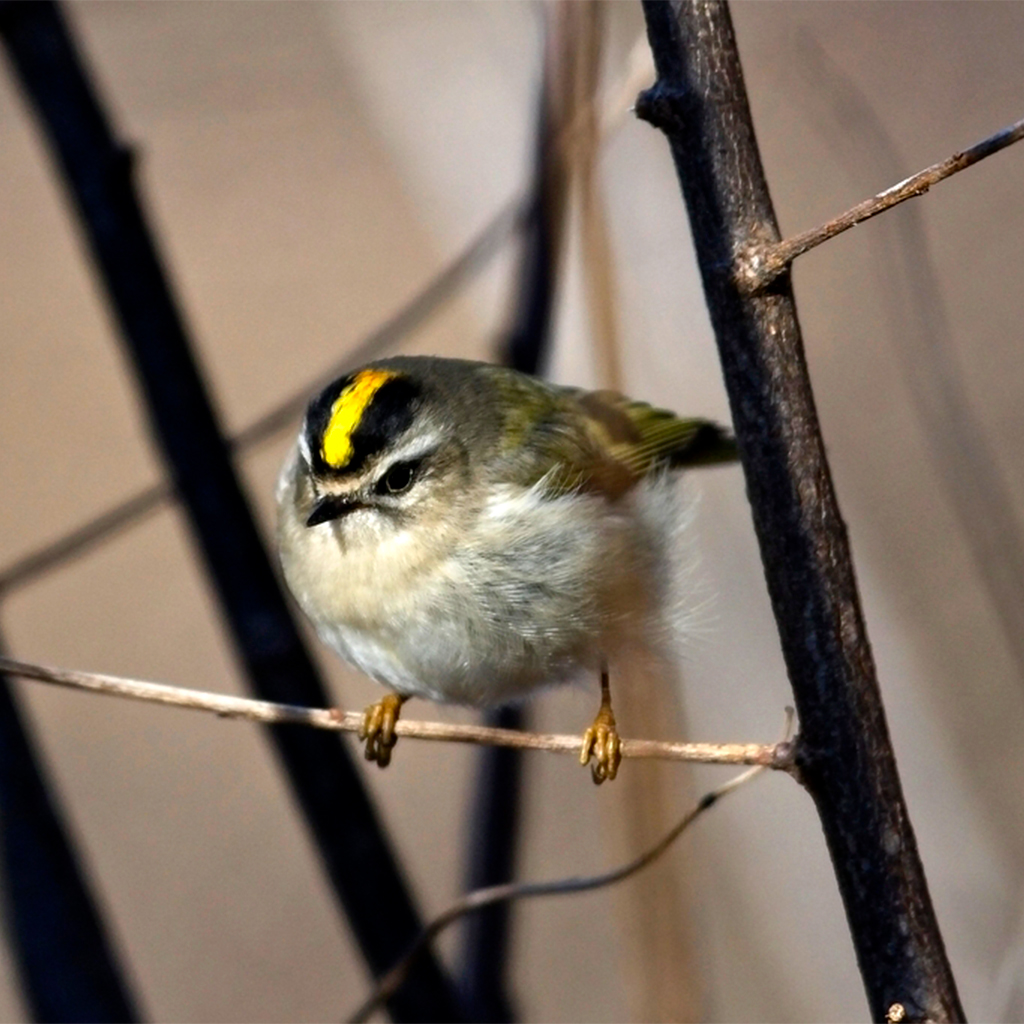 Tiny golden-crowned kinglets can last the winter if they keep eating ...