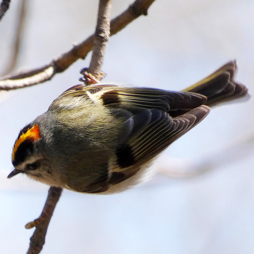Tiny golden-crowned kinglets can last the winter if they keep eating ...