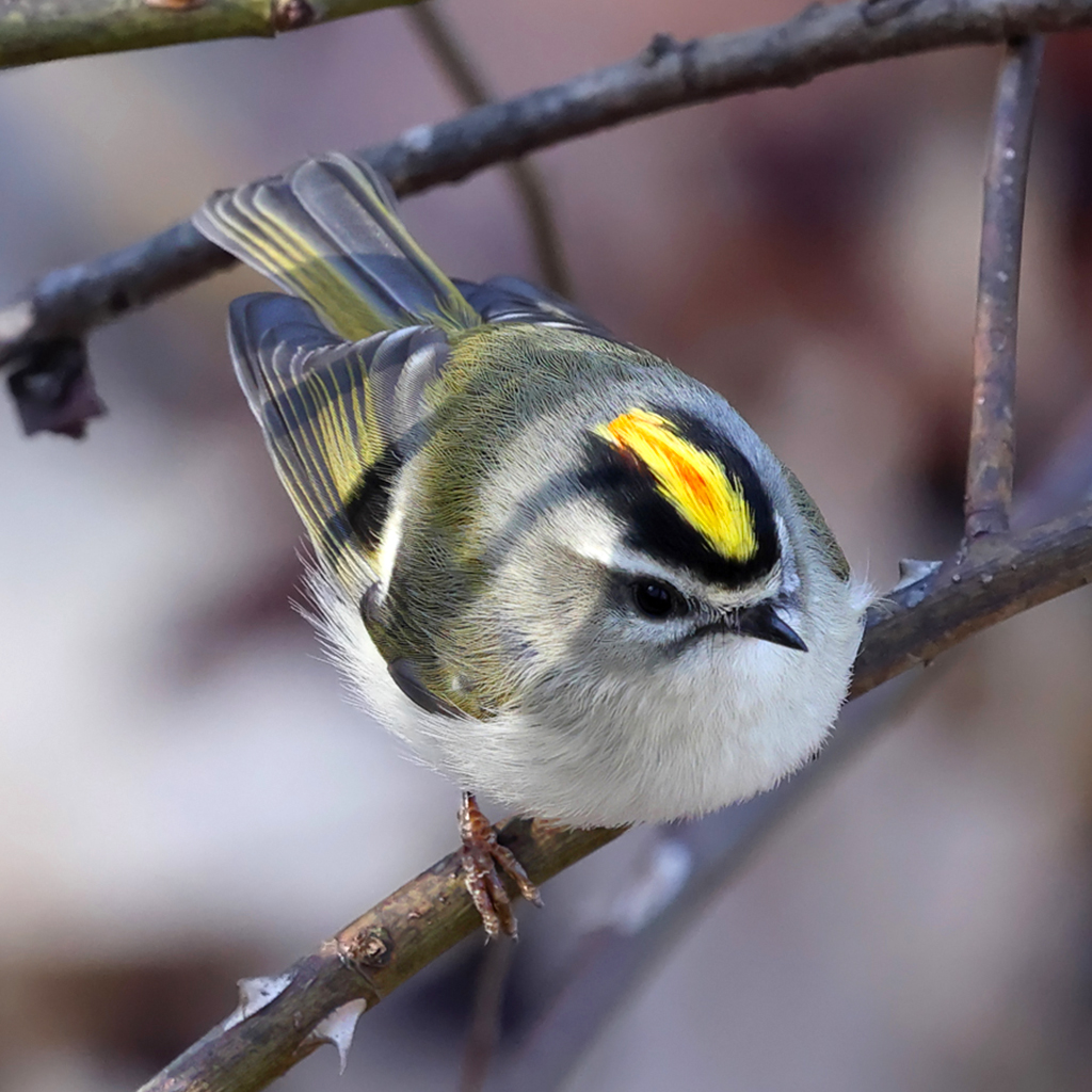 Tiny golden-crowned kinglets can last the winter if they keep eating ...