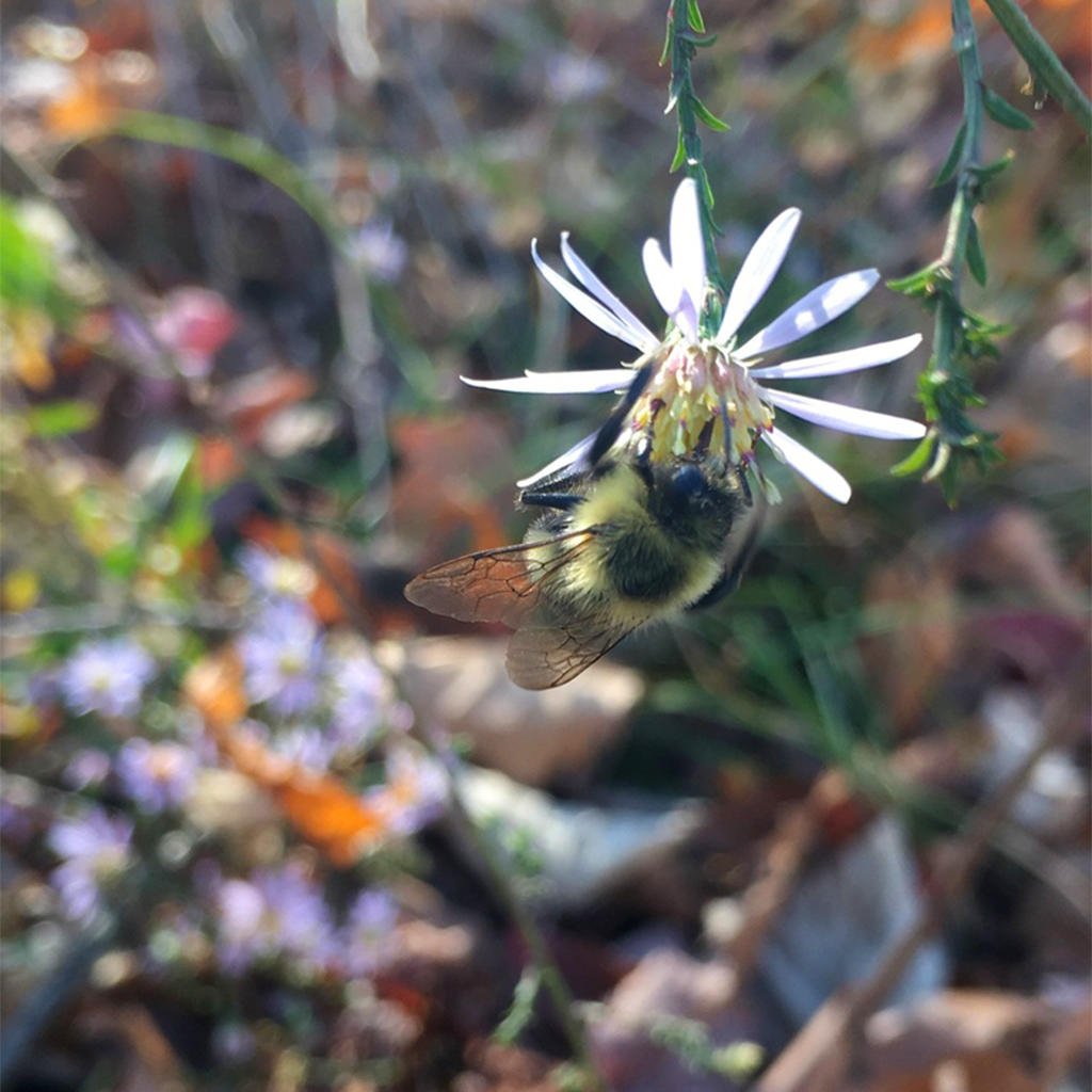 Bumble Fall Like us, hardy in the face of a chill, the common eastern bumblebee ...