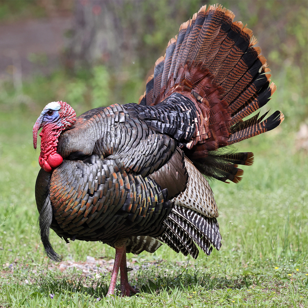 Turkey is an unlikely first Thanksgiving entree; more likely, it was ...