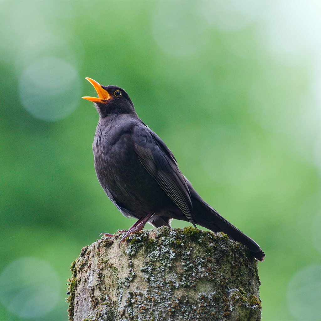 Why four and 20 blackbirds were baked in a pie and more amazing facts from  holiday wingdings - Cambridge Day, image size:1024x1024