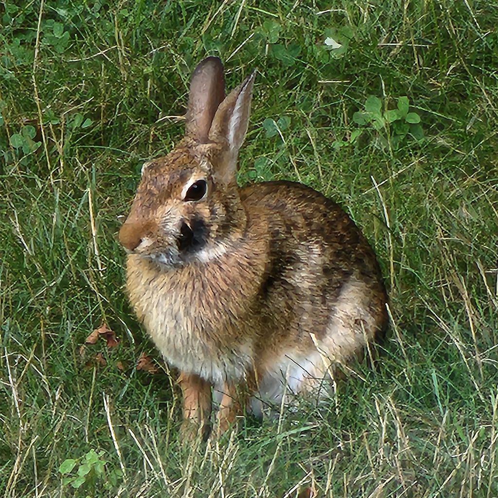 The ugly black spots on rabbits may be botflies, parasites that get ...