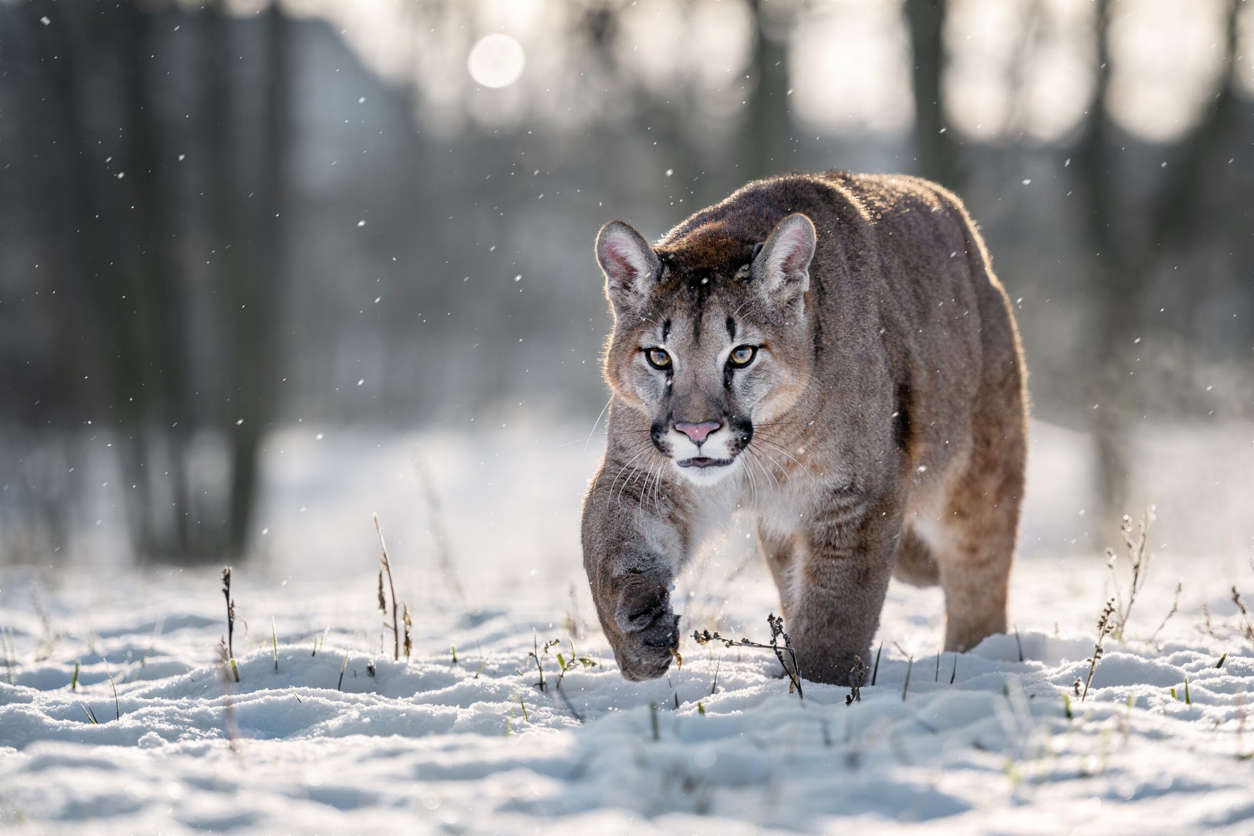 Will cougars make a comeback in Massachusetts? - Cambridge Day